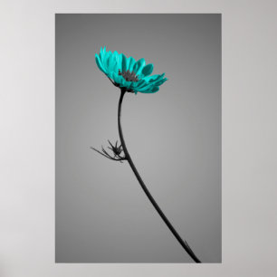 poster da flor de turquesa