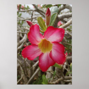 Poster da flor do rosa de deserto