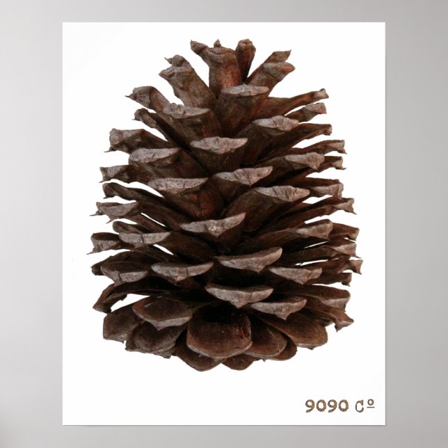 Poster da floresta (Frente)