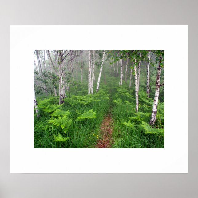 Poster da floresta (Frente)