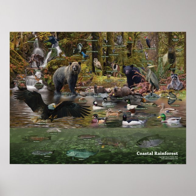 Poster da Floresta Costeira da Rainha (Frente)