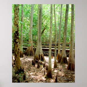 Poster da Floresta de Imprensa Cilar