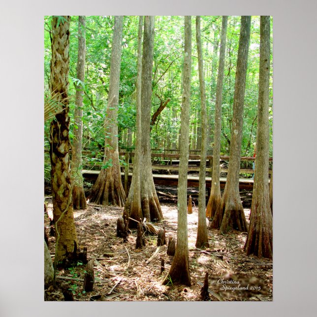 Poster da Floresta de Imprensa Cilar (Frente)