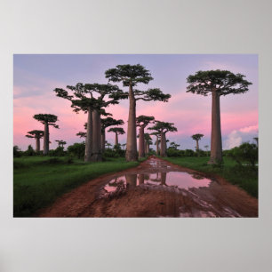 Poster da floresta do Baobab de Grandidier