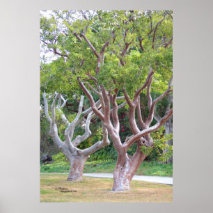 Poster da floresta dos grandes limbo-curvatura
