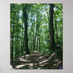 Poster da foto da floresta