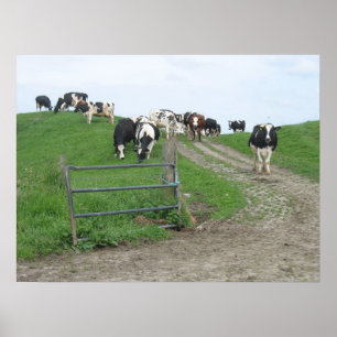 Poster da foto das vacas