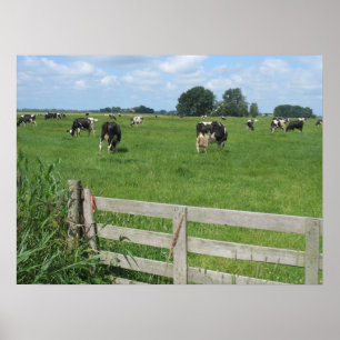 Poster da foto das vacas de leiteria do gado de