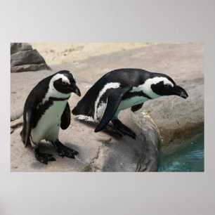 Poster da foto de dois pinguins