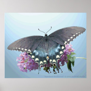 Poster da foto de Spicebush Swallowtail