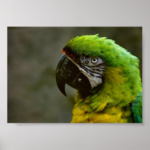 Poster da foto do papagaio do Macaw