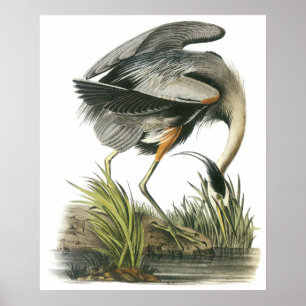 Poster da garça-real de Audubon