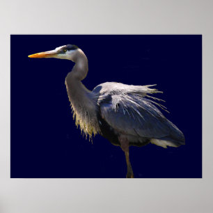 Poster da garça-real de grande azul