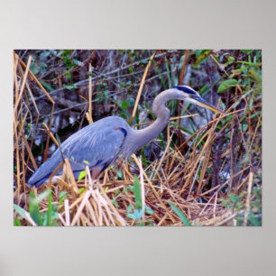 POSTER DA GARÇA-REAL DE GRANDE AZUL
