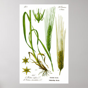 Poster da grama de cevada de Vulgare do Hordeum