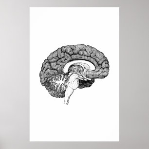 Poster da ilustração da anatomia do cérebro