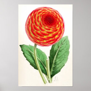Póster Da "ilustração do vintage da dália tocha"