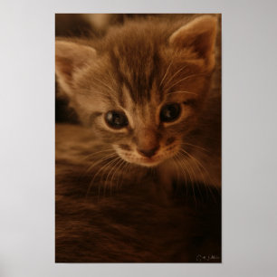 Poster da inocência