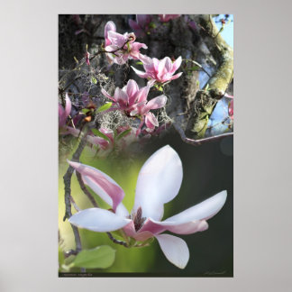 Poster da Magnolia 2 japonesa - 40x60 - ou menor