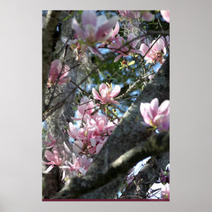 Poster da Magnolia Japonesa - 24x36 - outros taman