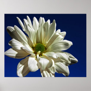 Poster da margarida