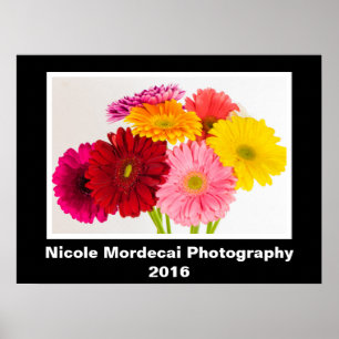 Poster da margarida do Gerbera