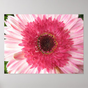 Poster da margarida do Gerbera