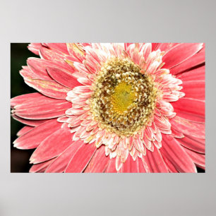 Poster da margarida do Gerbera, versão B