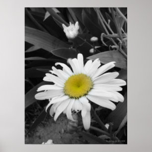 Poster da margarida Vencedor-Preta e branca do