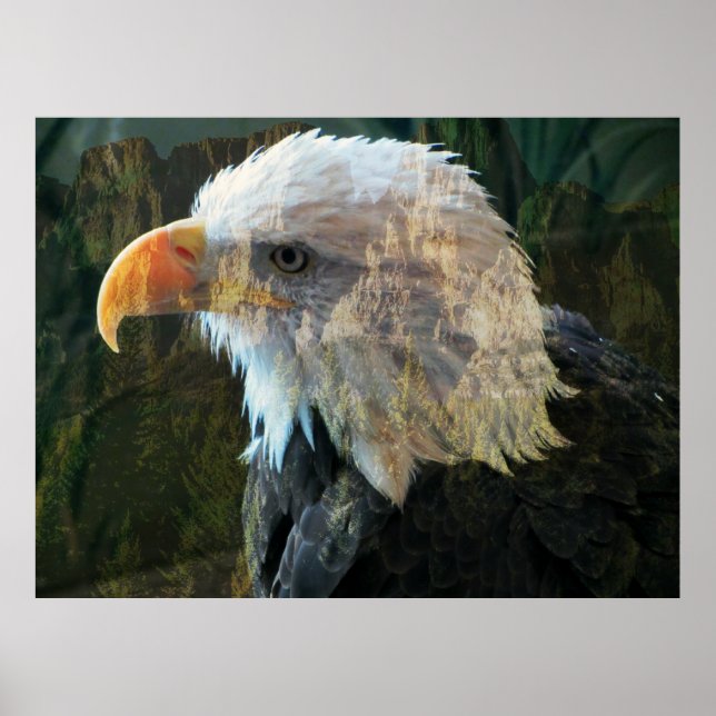 Poster da Montanha Bald Eagle (Frente)