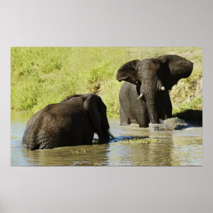 Poster da natação do elefante (elefante africano