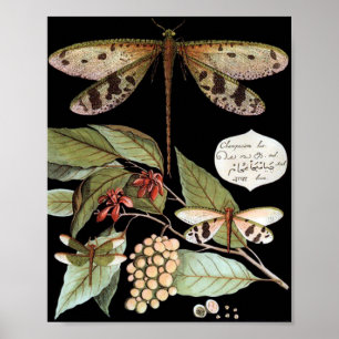 Poster da natureza do vintage