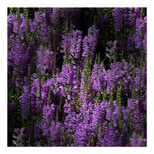 Póster Da noite para a manhã...