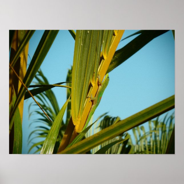 Poster da palmeira do Havaí (Frente)