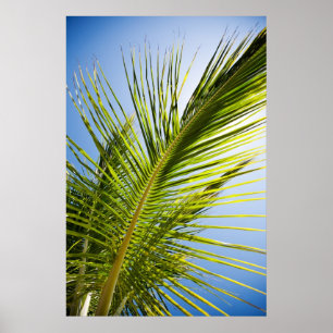 Poster da palmeira/impressão das canvas