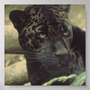 Poster da pantera preta