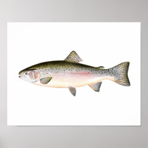 Poster da pesca - peixe da truta de arco-íris