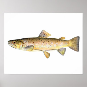 Poster da pesca - peixe da truta de Brown