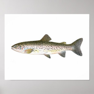 Poster da pesca - peixe da truta Salmon