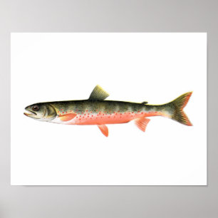Poster da pesca - peixe vermelho canadense da
