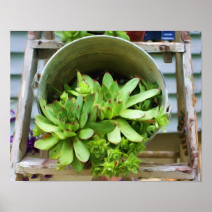 Poster da pintura a óleo dos Succulents dos pinti