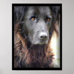 poster da pintura do cão