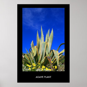 Poster da planta da agave, impressão