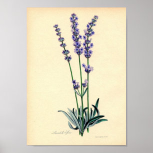 Poster da planta de Lavendar
