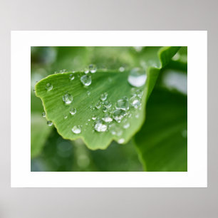 Poster da Planta Ginkgo