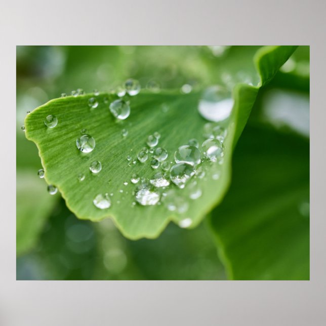 Poster da Planta Ginkgo (Frente)