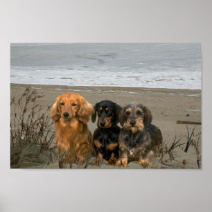 Poster da praia do close up dos Dachshunds
