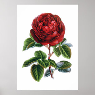 Poster da rosa vermelha