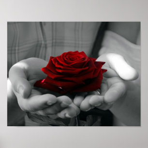 Poster da rosa vermelha do respingo da cor