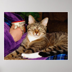 Poster da ruptura do gato malhado